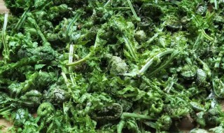 狗鸡头野菜怎么做好吃 野菜狗鸡头如何做好吃