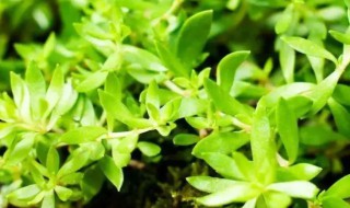 狗牙草什么季节适合播种 狗牙草哪个季节适合播种