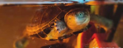 西非侧颈龟的简介 西非侧颈龟是不是天生微笑脸的