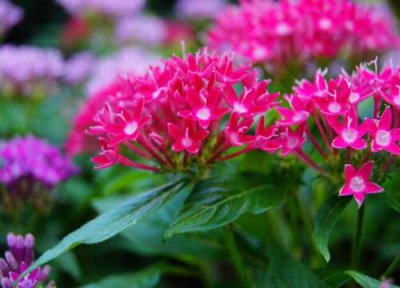 繁星花耐寒多少度 怎么养护繁星花能顺利过冬