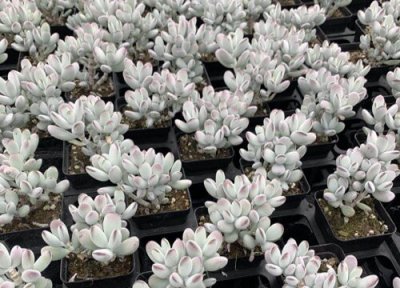 乒乓福娘的养殖方法 乒乓福娘的养殖方法和注意事项