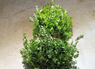 黄杨树冬天落叶吗 落叶是什么原因