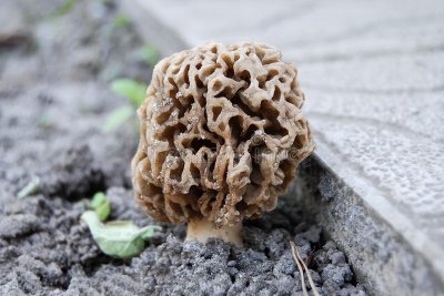 新鲜羊肚菌怎么保存最好 羊肚菌冷藏还是冷冻保鲜效果好