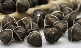 辣木籽是热性还是凉性 辣木籽属于热性还是凉性的呢