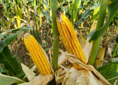 中元917玉米种简介 玉米种子审定公告 特征特性