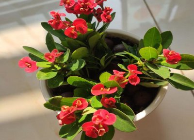 教你如何在冬天养殖虎刺梅 虎刺梅的养殖方法和注意事项