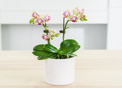 蝴蝶兰除了水苔还可以怎么养 养蝴蝶兰用水苔好还是用颗粒料好