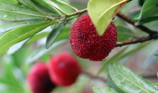 杨梅能和鸡肉一起吃吗 杨梅可以和鸡肉一起吃吗