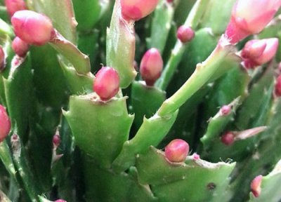 蟹爪兰需要剪枝吗 几月份剪枝不影响开花