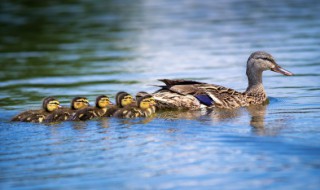 鸭子怎样清蒸好吃又营养 鸭子如何清蒸好吃又营养