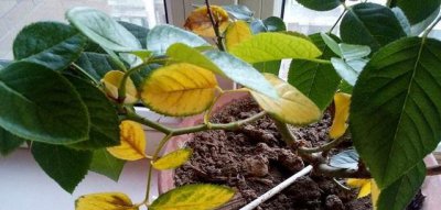 月季浇水后叶子发黄的原因 月季水浇多了黄叶怎么办