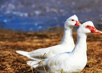 2023年养殖业什么最赚钱 农村今年养殖什么前景好