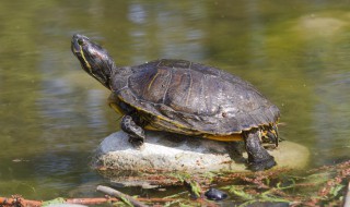 为什么有的龟背长绿毛 有的龟背长绿毛是什么