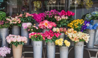 客厅适合养什么花风水 家里客厅养什么花最好