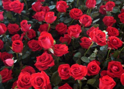 玫瑰花属于热性还是凉性 玫瑰花是热性还是凉性的