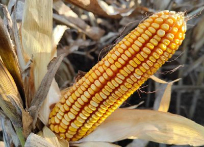 全国玉米价格最新行情走势 国内玉米价格行情