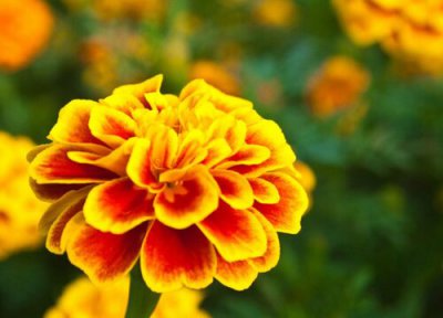 万寿菊特点 万寿菊的功效与作用