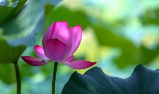 冬天的莲子怎么种植 冬天的莲子如何种植