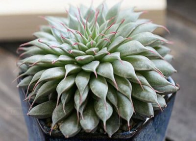 多肉怎么养才能养出好看的造型 新手养殖多肉注意事项