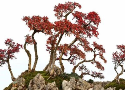 荀子的养殖方法 荀子的养殖方法和注意事项