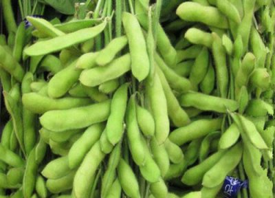 毛豆的种植方法和技术 毛豆怎么种植管理价值产量高