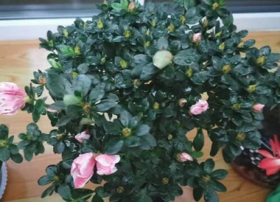 刚买回来的杜鹃花要怎么养 日常养护方法