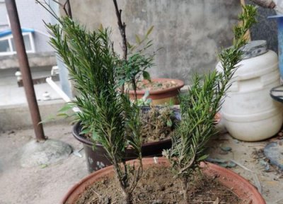 红豆杉怎么扦插育苗? 红豆杉的修剪与扦插的方法