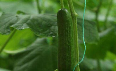 黄瓜苦味瓜的产生原因及预防措施 造成黄瓜发苦的原因