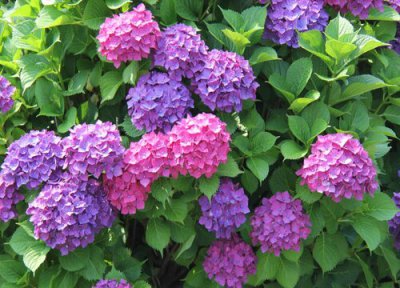 新手怎么养殖绣球小苗长得好 家庭养好绣球花的方法