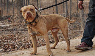 世界十大猛犬排名 世界十大猛犬有哪些