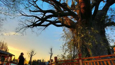 山西大槐树是哪个市哪个县 大槐树移民历史介绍