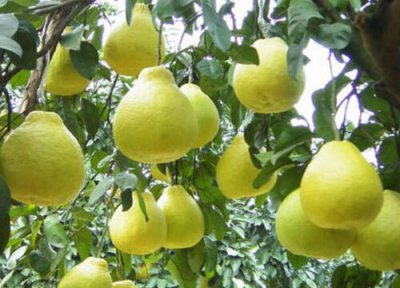 沙田柚的功效与作用 沙田柚的功效与作用及食用方法