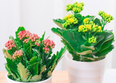 长寿花怎么换土换盆 长寿花换土换盆作用与要求