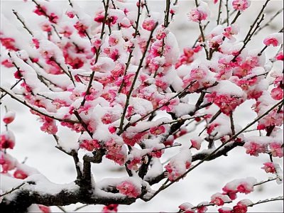 梅花魂的主要内容 小学语文《梅花魂》课文内容解析