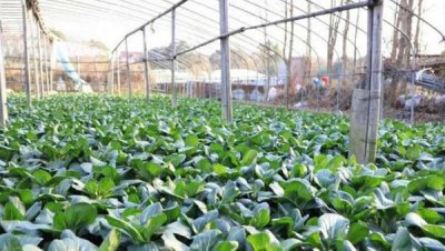 菜农滞销青菜被认购 帮助解决蔬菜滞销的方案被认可