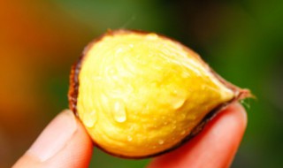 怎么挑新鲜的板栗 如何挑选新鲜的板栗呢