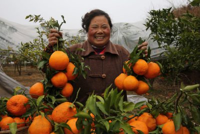 四川水果特产有哪些 四川有哪些最具代表性的水果