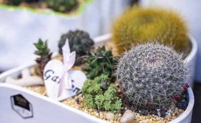 四大名贵仙人球 仙人球中的这些极品贵货你知道几个