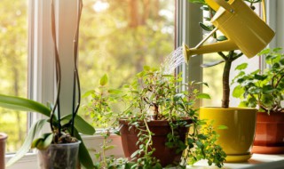 高中生宿舍买什么盆栽植物好 高中宿舍种哪些盆栽好