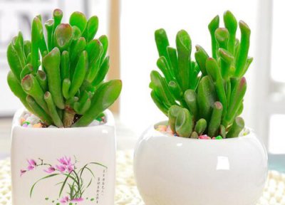 吸财树风水摆放禁忌 吸财树放在什么位置好运来