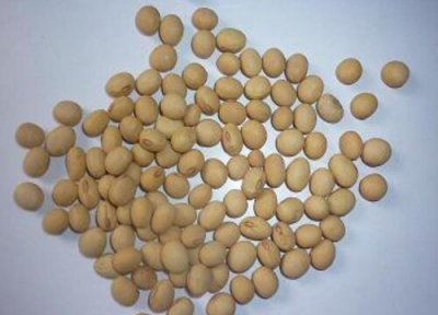 黄豆成熟时间 黄豆什么时候成熟