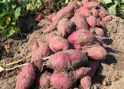 红薯和地瓜区别 红薯和地瓜的区别