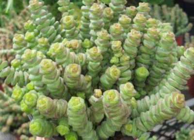 多肉怕冷吗 冬天多肉植物适合多少温度低温