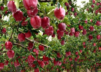 甘肃花牛苹果最新价格 甘肃天水花苹果好吗