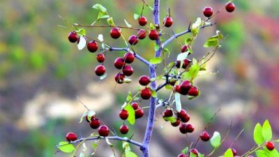 山上的野酸枣有什么好处 农村野生酸枣树的作用与价值