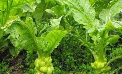 榨菜的栽培方法与管理技术 榨菜怎么种植高产图片