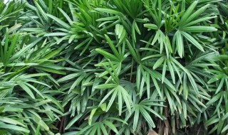 什么属相的人不能养观音竹 哪个属相的人不能养观音竹