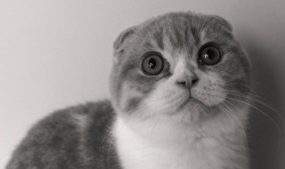 能不能把猫带上公交车 猫可不可以带上公交车的的呢