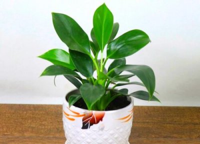 金钻用高盆还是矮盆 金钻适合大盆还是小盆