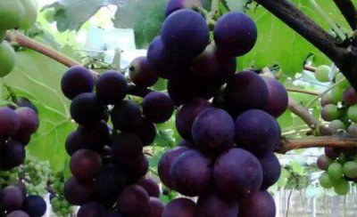 葡萄灰霉病防治用什么药最好 打什么药治疗效果最好